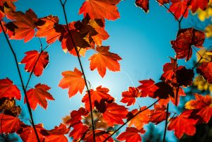 https://unsplash.com/photos/red-maple-leaves-XRsk4uKgqJE Photo by Justin Cron on Unsplash