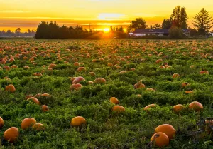 https://www.pexels.com/photo/photo-of-field-full-of-pumpkins-1486976/ Photo by James Wheeler on Pexels