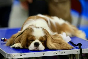 https://www.pexels.com/photo/king-charles-spaniel-sleeping-on-a-table-during-a-dog-show-23427657/ Photo by Dmitry Ovsyannikov on Pexels