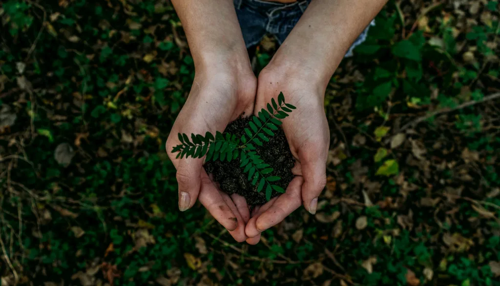 https://unsplash.com/photos/green-plant-x8ZStukS2PM
