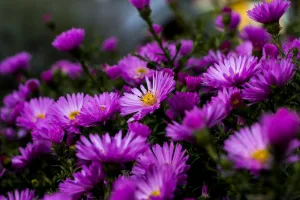 Photo by Michael Fischer: https://www.pexels.com/photo/pink-flowers-606505/