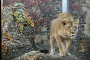 https://unsplash.com/photos/a-lion-walking-on-a-rock-in-a-zoo-9d6LBp25se4