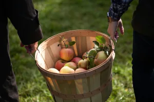 https://unsplash.com/photos/green-and-red-apples-in-brown-wooden-bucket-jN7egxv2K3M