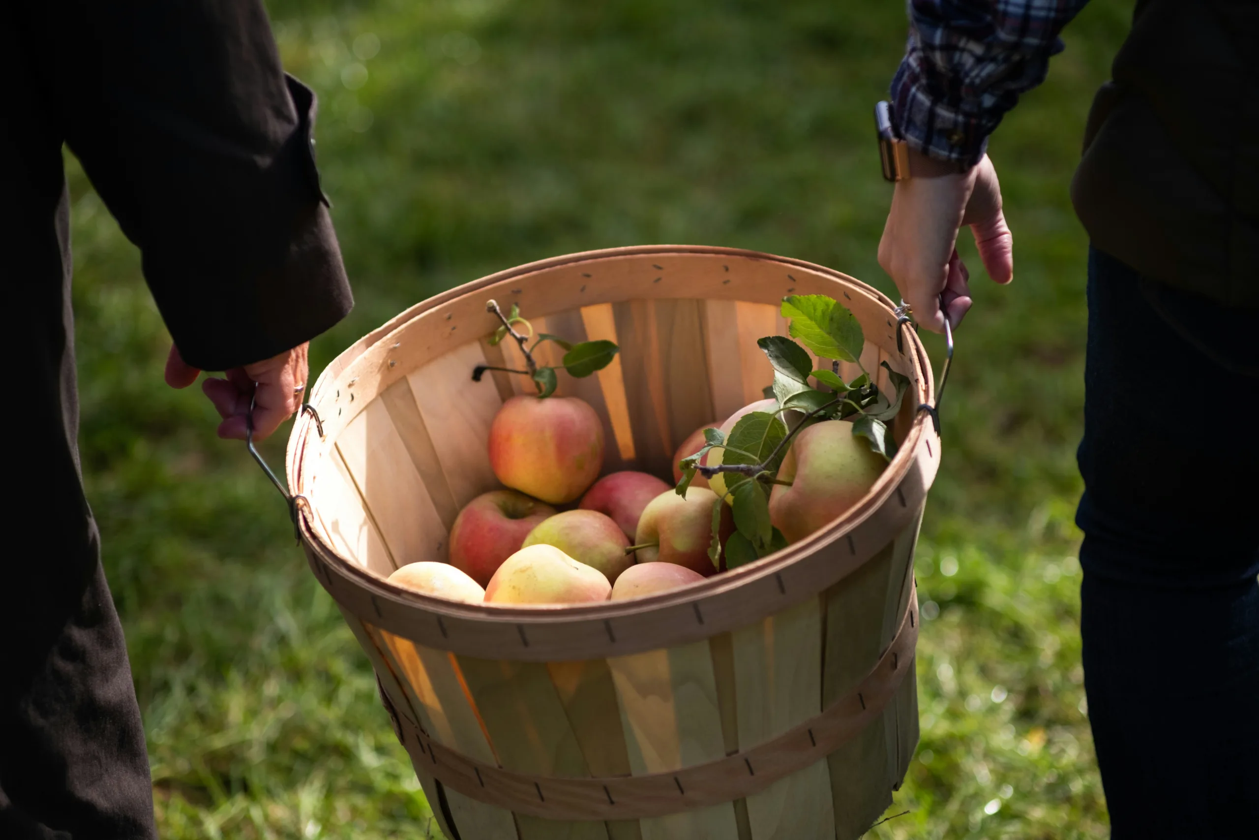 https://unsplash.com/photos/green-and-red-apples-in-brown-wooden-bucket-jN7egxv2K3M